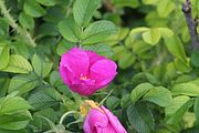 25 - Montreal - IMG_0573